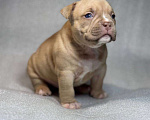 Собаки в Санкт-Петербурге: Американский булли покет мини Девочка, Бесплатно - фото 7