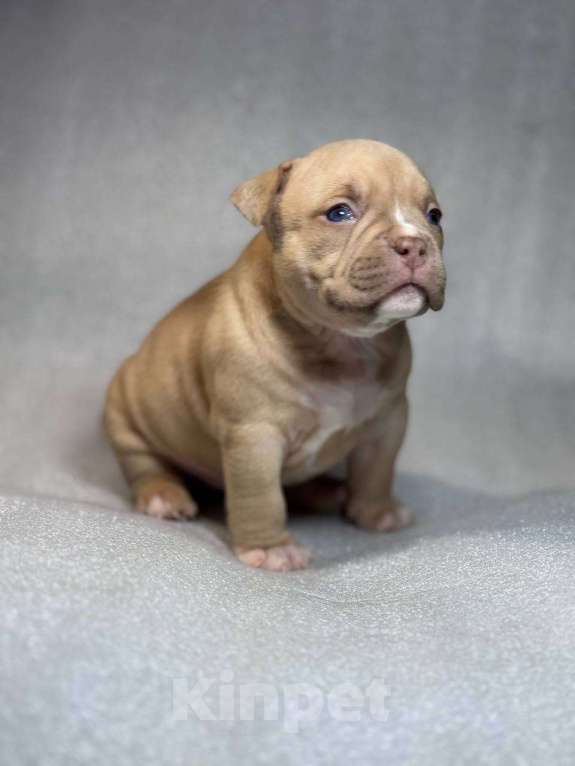 Собаки в Санкт-Петербурге: Американский булли покет мини Девочка, Бесплатно - фото 7