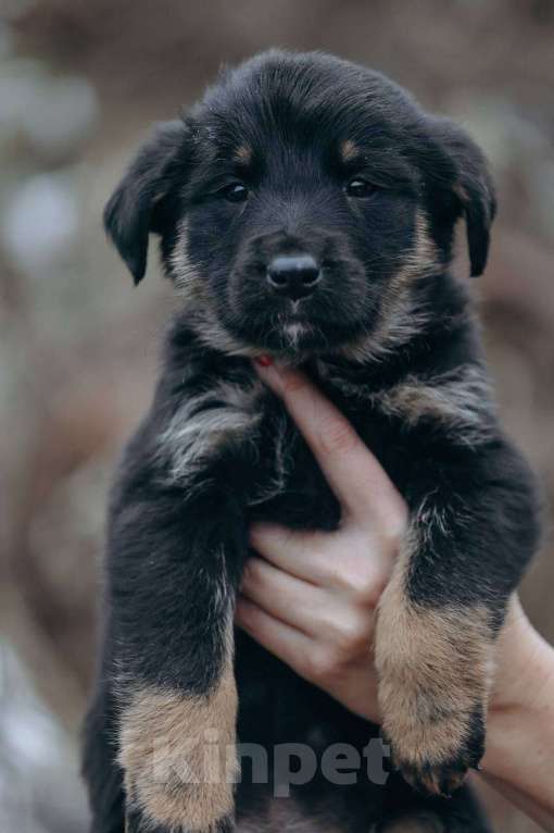 Собаки в Москве: Енисей  Мальчик, Бесплатно - фото 3