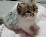 Кошки в других городах Краснодарского края: Шотландские котята Разнополые, 12 000 руб. - фото 4