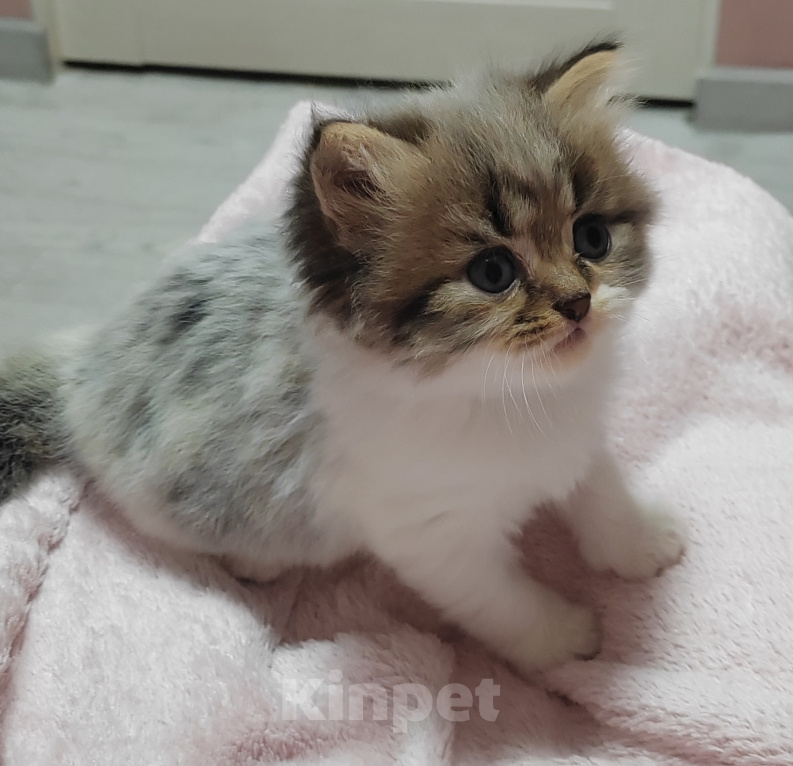Кошки в других городах Краснодарского края: Шотландские котята Разнополые, 12 000 руб. - фото 4