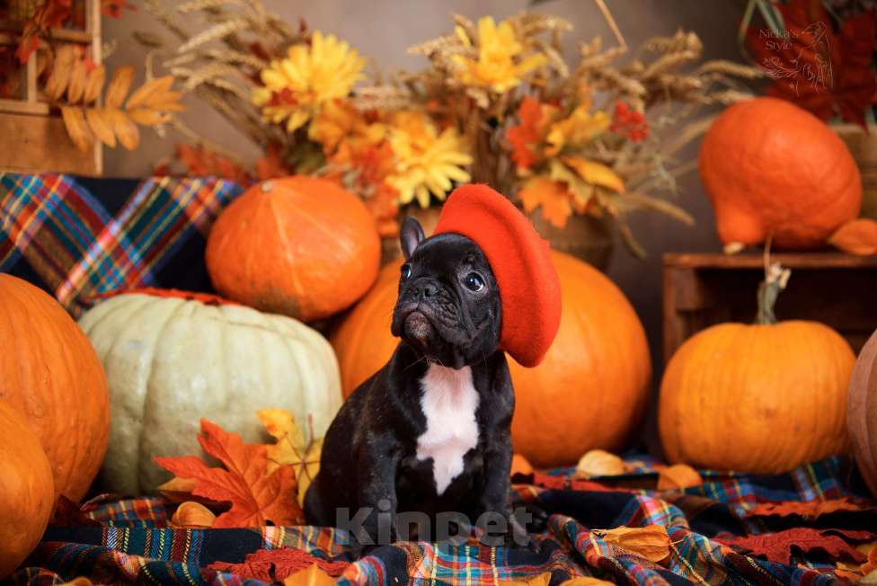 Собаки в Ростове-на-Дону: Готовы к переезду. Девочка, 35 000 руб. - фото 6