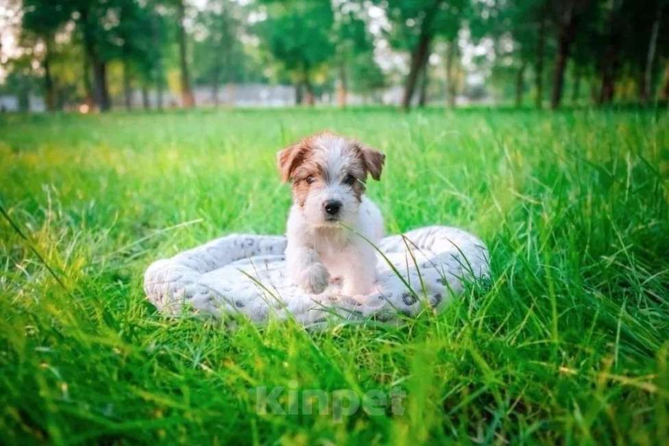 Собаки в Санкт-Петербурге: Щенок Джек Рассел терьер Девочка, Бесплатно - фото 1