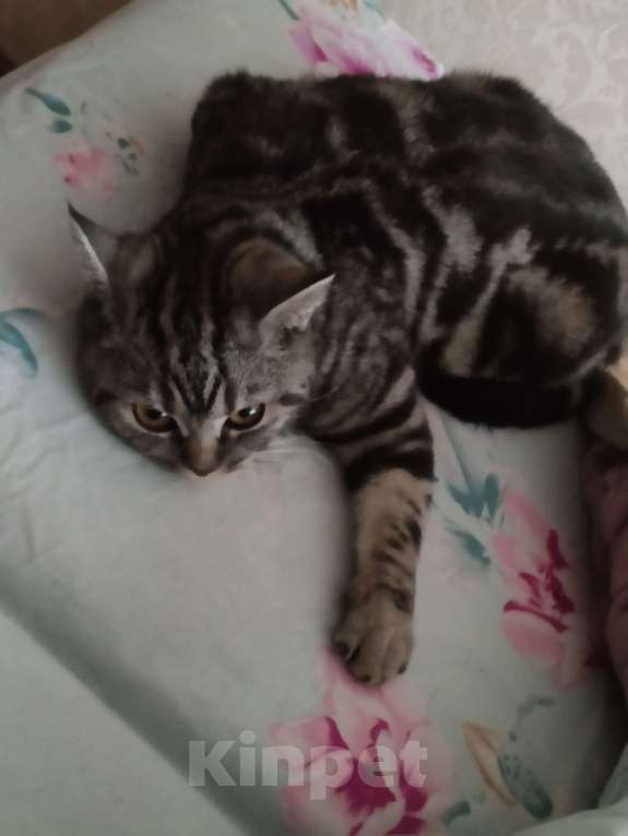 Кошки в Чебоксарах: Кошечка Моника ищет новый дом Девочка, Бесплатно - фото 2