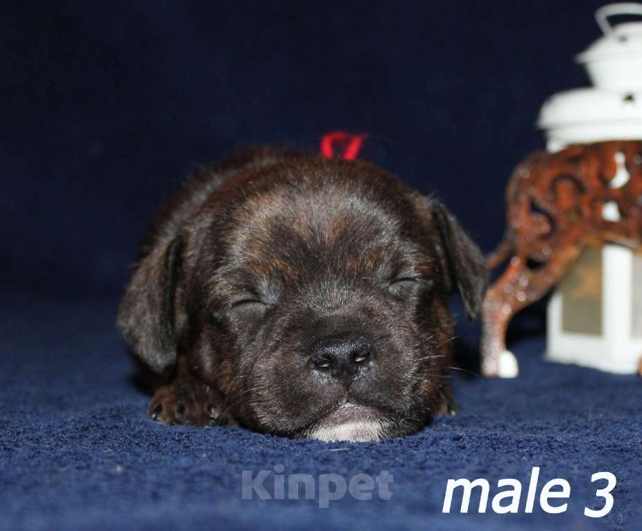 Собаки в Брянске: Стаффордширский бультерьер щенки Мальчик, 60 000 руб. - фото 7