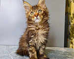 Кошки в Москве: Котёнок Мейн-кун Девочка Девочка, 50 000 руб. - фото 3