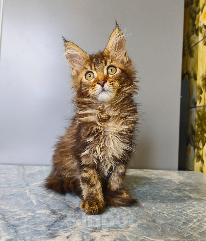 Кошки в Москве: Котёнок Мейн-кун Девочка Девочка, 50 000 руб. - фото 3