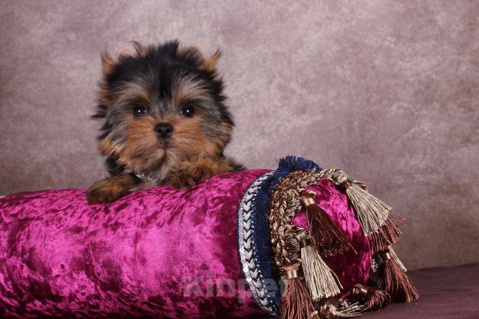 Собаки в Москве: Йоркширский  красавчик Ювентус Мальчик, 45 000 руб. - фото 7