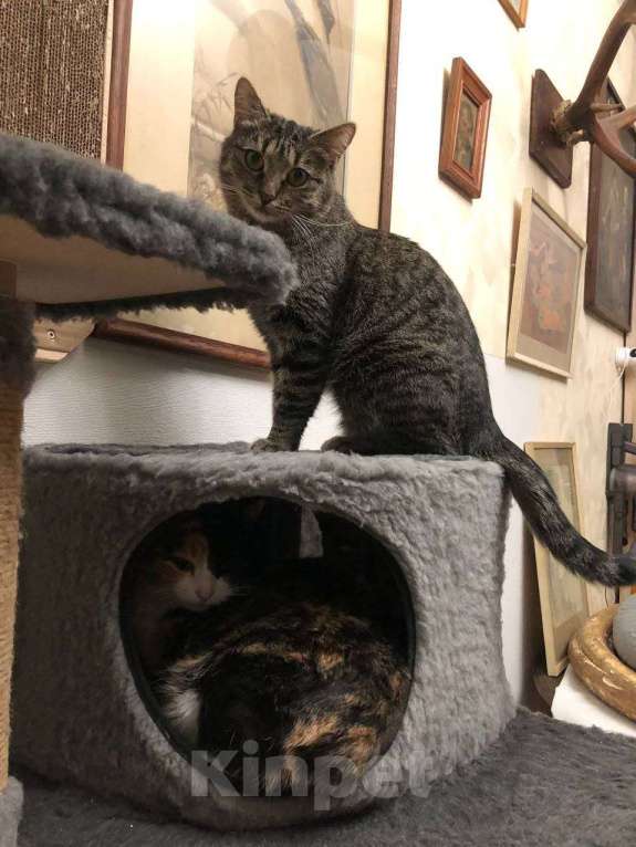 Кошки в Москве: Полосатая красотка Ленди Девочка, Бесплатно - фото 9