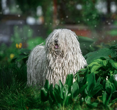 <H1> Венгерская овчарка пули