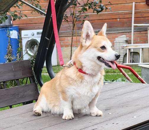 Собаки в Москве: Молодая сука. Вельш Корги Пемброк Девочка, 20 000 руб. - фото 4