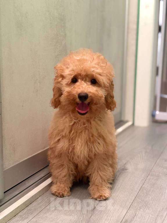 Собаки в Мытищах: Миниатюрный пудель Абель Девочка, 60 000 руб. - фото 3