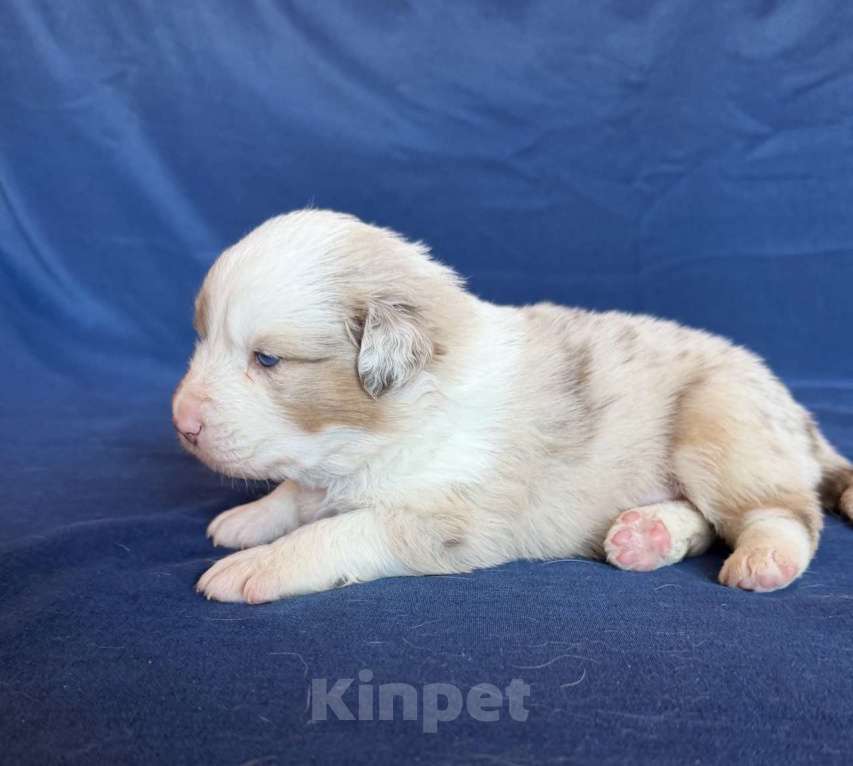 Собаки в других городах Новосибирской области: Щенки австралийской овчарки Мальчик, Бесплатно - фото 3
