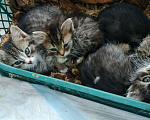 Кошки в Сарове: Котята ищут себе хозяина., 1 руб. - фото 1