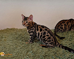 Кошки в Москве: Бенгальский котенок Мальчик, 30 000 руб. - фото 2