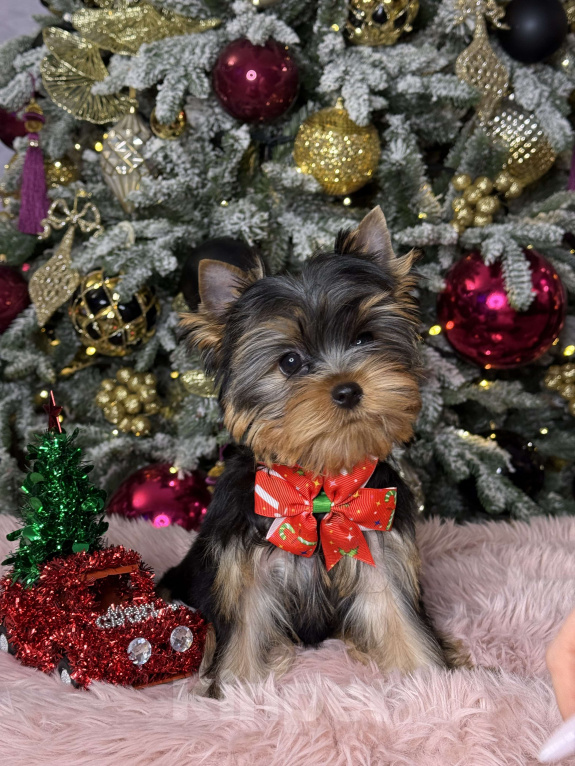 Собаки в Москве: Йоркширский терьер мальчик  Мальчик, 55 000 руб. - фото 9