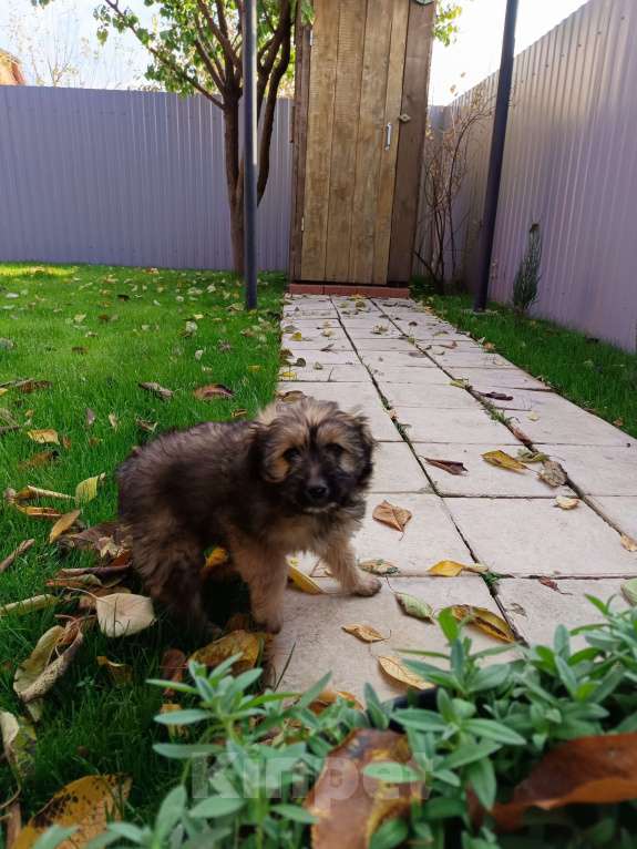 Собаки в Краснодаре: Щенок в добрые руки Девочка, 1 руб. - фото 2