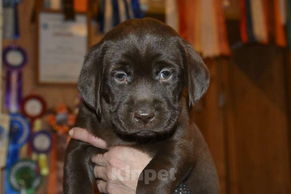 Собаки в Москве: шоколадные щенки лабрадора Девочка, Бесплатно - фото 4