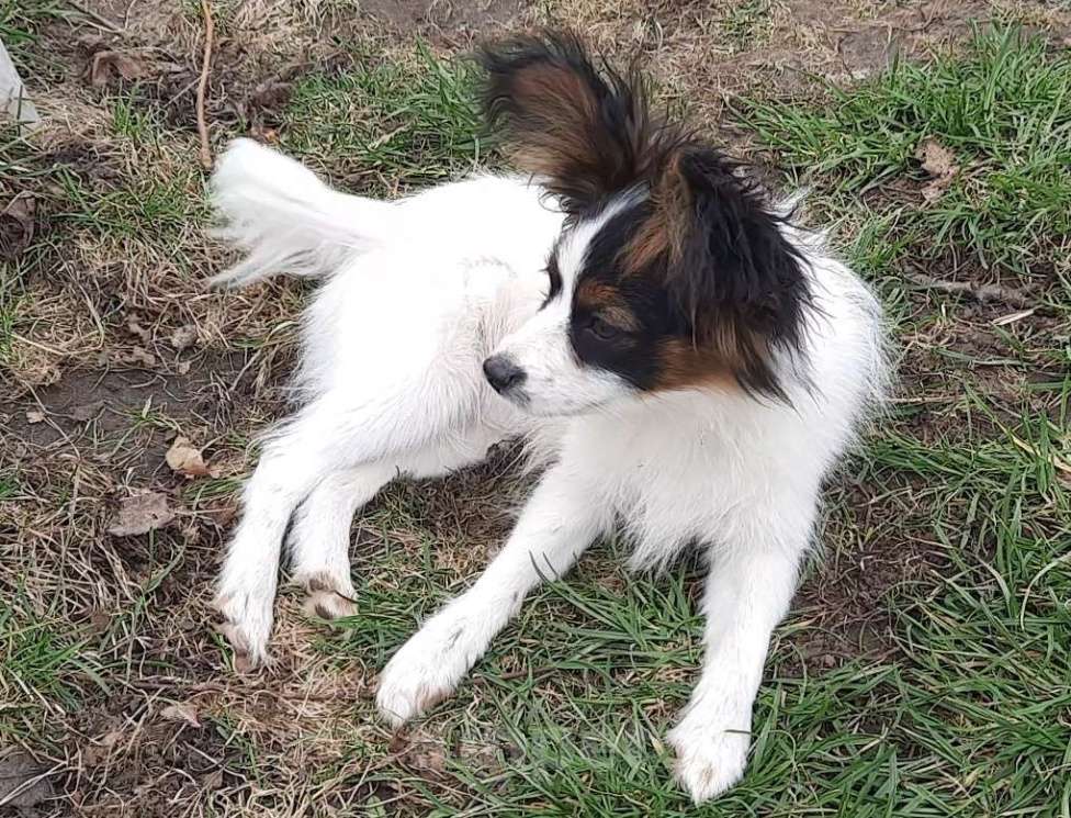 Собаки в Москве: Папийон мальчик Мальчик, 30 000 руб. - фото 4