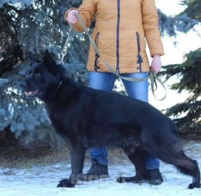 Собаки в Давлеканово: Немецкая овчарка черная девочка  Девочка, 11 000 руб. - фото 4