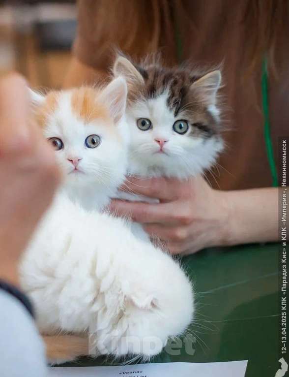Кошки в Кисловодске: Шотландские котята Мальчик, 30 000 руб. - фото 5