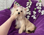 Собаки в Москве: Золотой йорк мини девочка подрощенная Девочка, 80 000 руб. - фото 7
