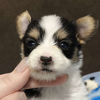 Папийон мальчик триколор