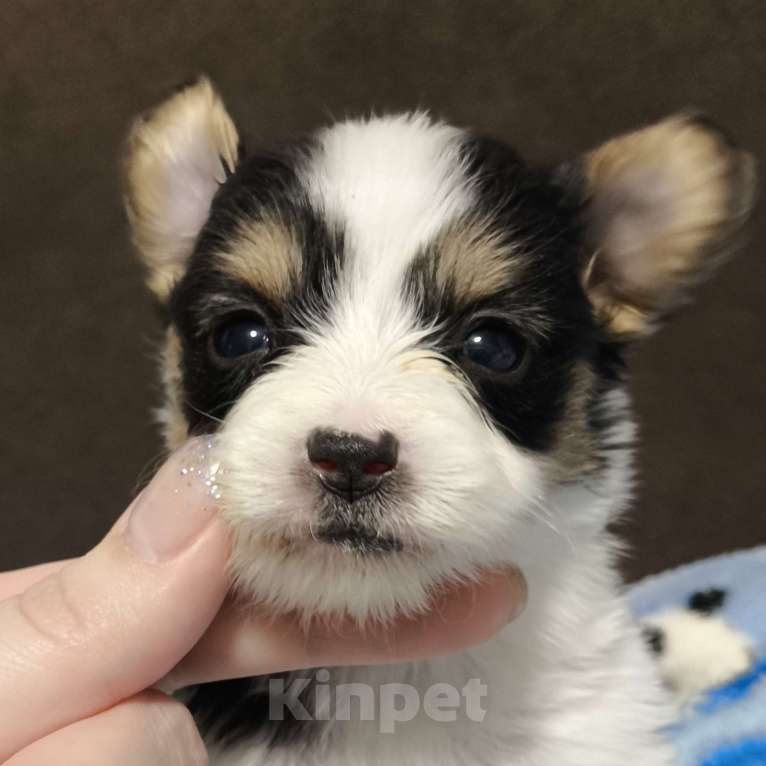 Собаки в Ельце: Папийон мальчик триколор Мальчик, 45 000 руб. - фото 1