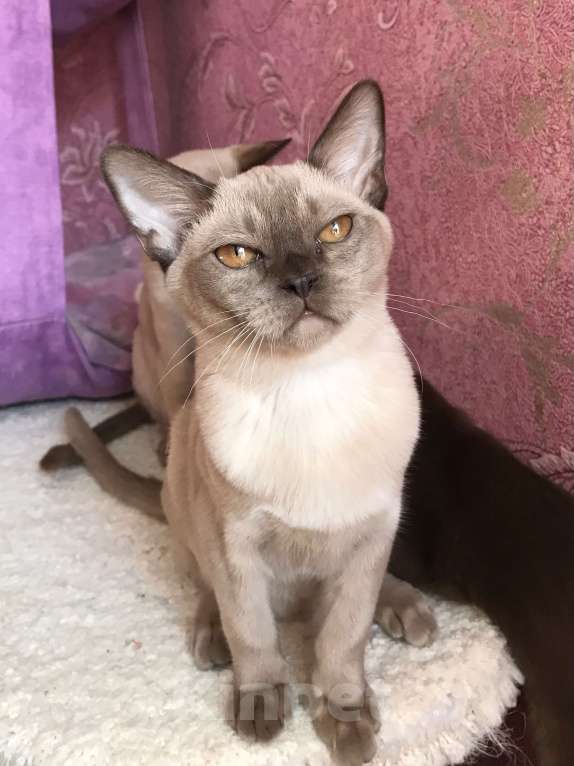 Кошки в Москве: Бурма в доме Девочка, 50 000 руб. - фото 5