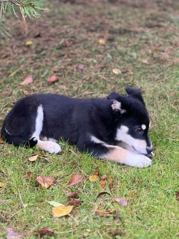 Собаки в других городах Московской области: Невероятно добрая и ласковая девочка-щенок ищет семью! Девочка, Бесплатно - фото 5