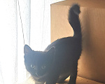 Кошки в Санкт-Петербурге: Черный котёнок в добрые руки Девочка, Бесплатно - фото 1