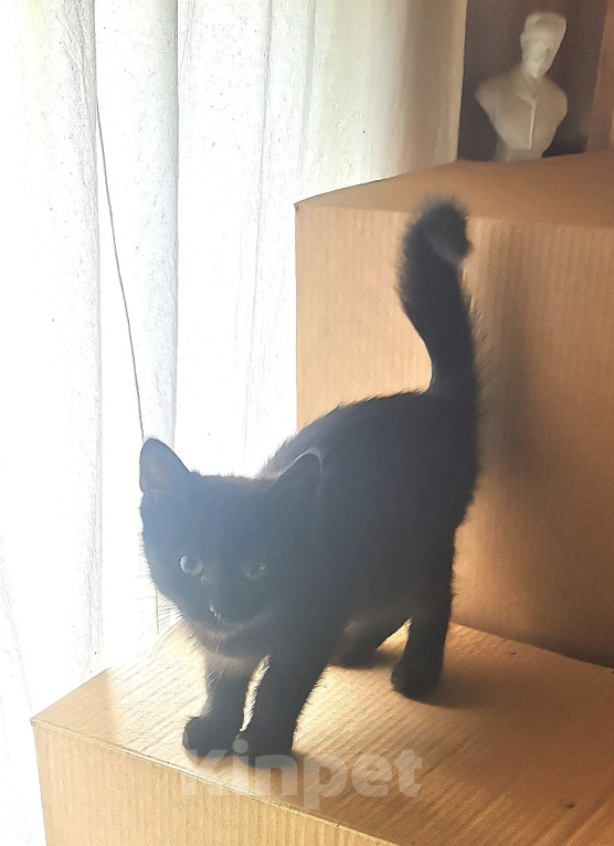 Кошки в Санкт-Петербурге: Черный котёнок в добрые руки Девочка, Бесплатно - фото 1