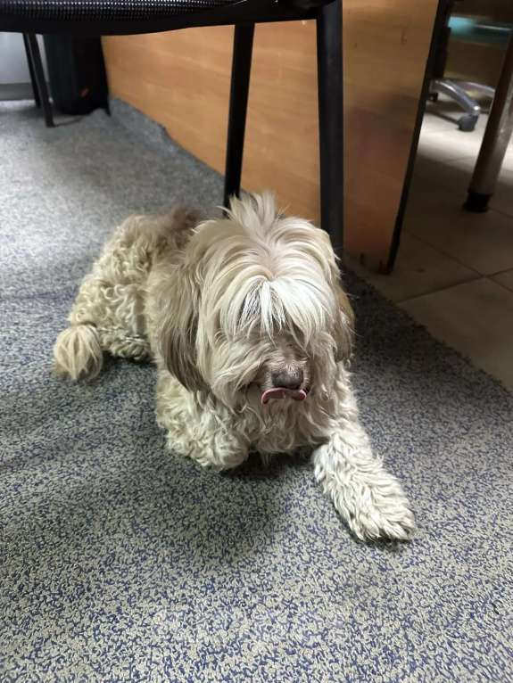 Собаки в Ростове-на-Дону: Ищу хозяина Девочка, Бесплатно - фото 3