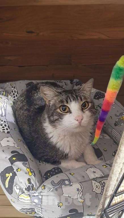 Кошки в Москве: кошка Мия ищет дом Девочка, Бесплатно - фото 2