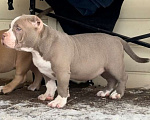 Собаки в Москве: Щенок американского булли Девочка, 140 руб. - фото 1