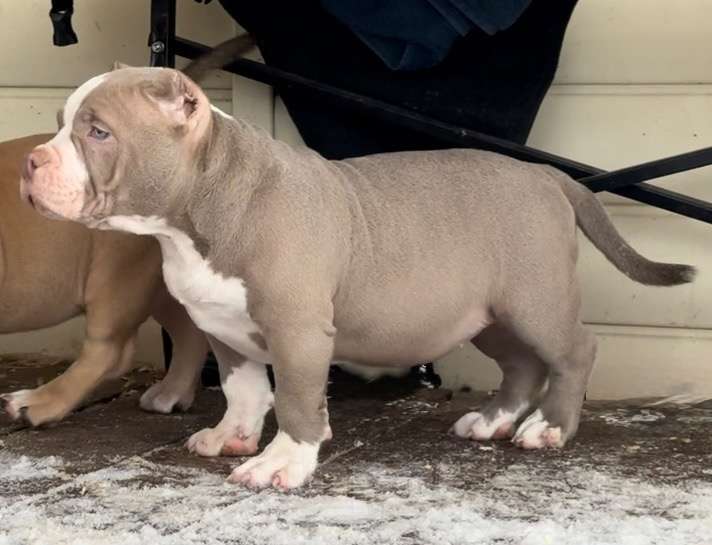 Собаки в Москве: Щенок американского булли Девочка, 140 руб. - фото 1