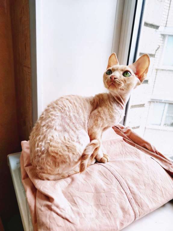 Кошки в Воронеже: Девон Рекс котёнок Мальчик, 50 000 руб. - фото 5