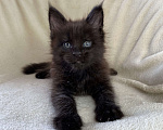 Кошки в Дмитрове: Черный солидный мальчик мейн кун Мальчик, 60 000 руб. - фото 5