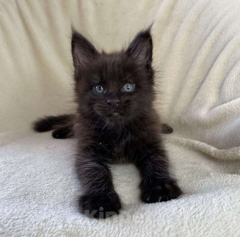 Кошки в Дмитрове: Черный солидный мальчик мейн кун Мальчик, 60 000 руб. - фото 5
