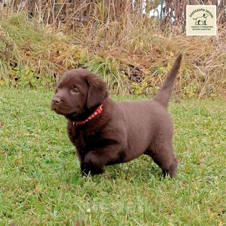 Собаки в Москве: Эффектный щенок лабрадора. Девочка. Девочка, Бесплатно - фото 3
