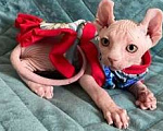 Кошки в Балашихе: Очаровашка с изумрудными глазами Эльф Девочка, 30 000 руб. - фото 1