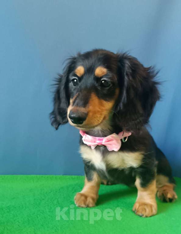 Собаки в Санкт-Петербурге: щенок мини таксы длш девочка Девочка, Бесплатно - фото 4