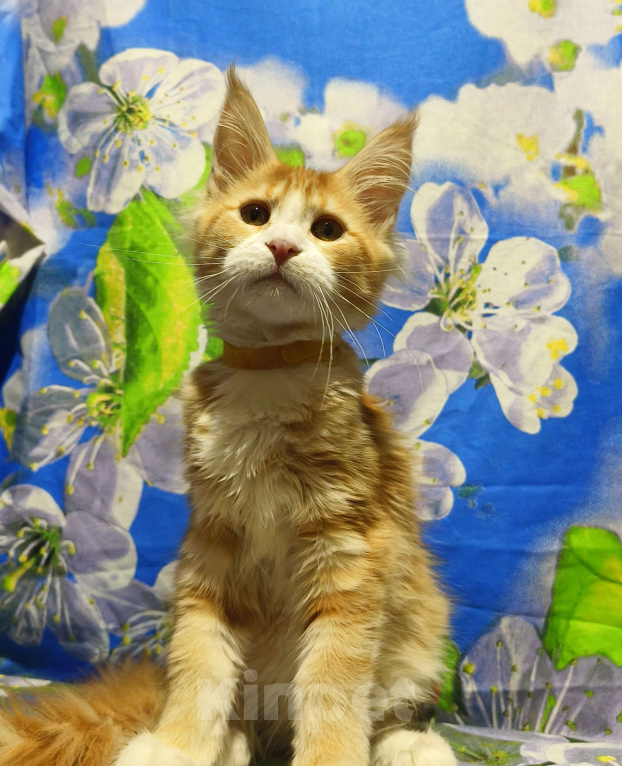 Кошки в Москве: Котёнок Мейн-Кун Девочка Девочка, 60 000 руб. - фото 4