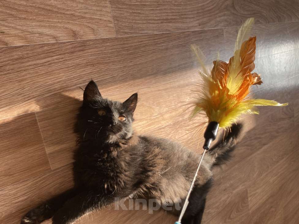 Кошки в Москве: Отдам котёнка в добрые руки  Мальчик, Бесплатно - фото 3