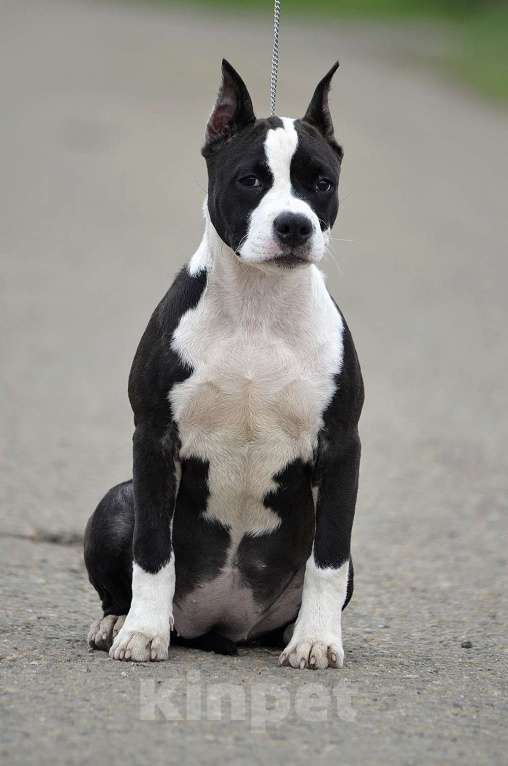 Собаки в Краснодаре: Девочка амстаффа с документами РКФ Девочка, 50 000 руб. - фото 1