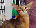 Кошки в Балашихе: Абиссинский мальчишка дикого окраса Мальчик, 160 000 руб. - фото 1