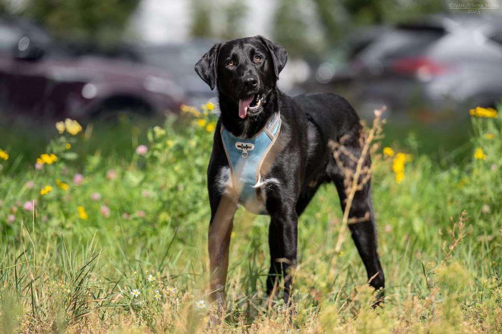 Собаки в Москве: Молли очень хочет домой  Девочка, Бесплатно - фото 4