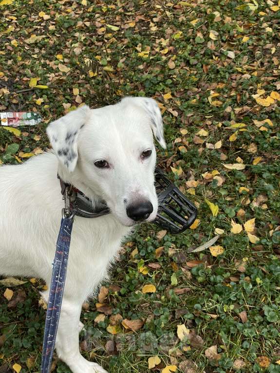 Собаки в Москве: В добрые руки Мальчик, Бесплатно - фото 7