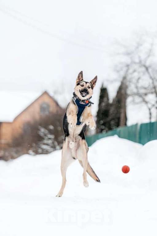 Собаки в Москве: Умничка Джефф в добрые руки Мальчик, 1 руб. - фото 4