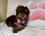 Собаки в Москве: Шоколадка Цветной Йорк Девочка, 70 000 руб. - фото 1